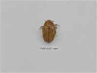 藏品(吹粉金龜屬)的圖片